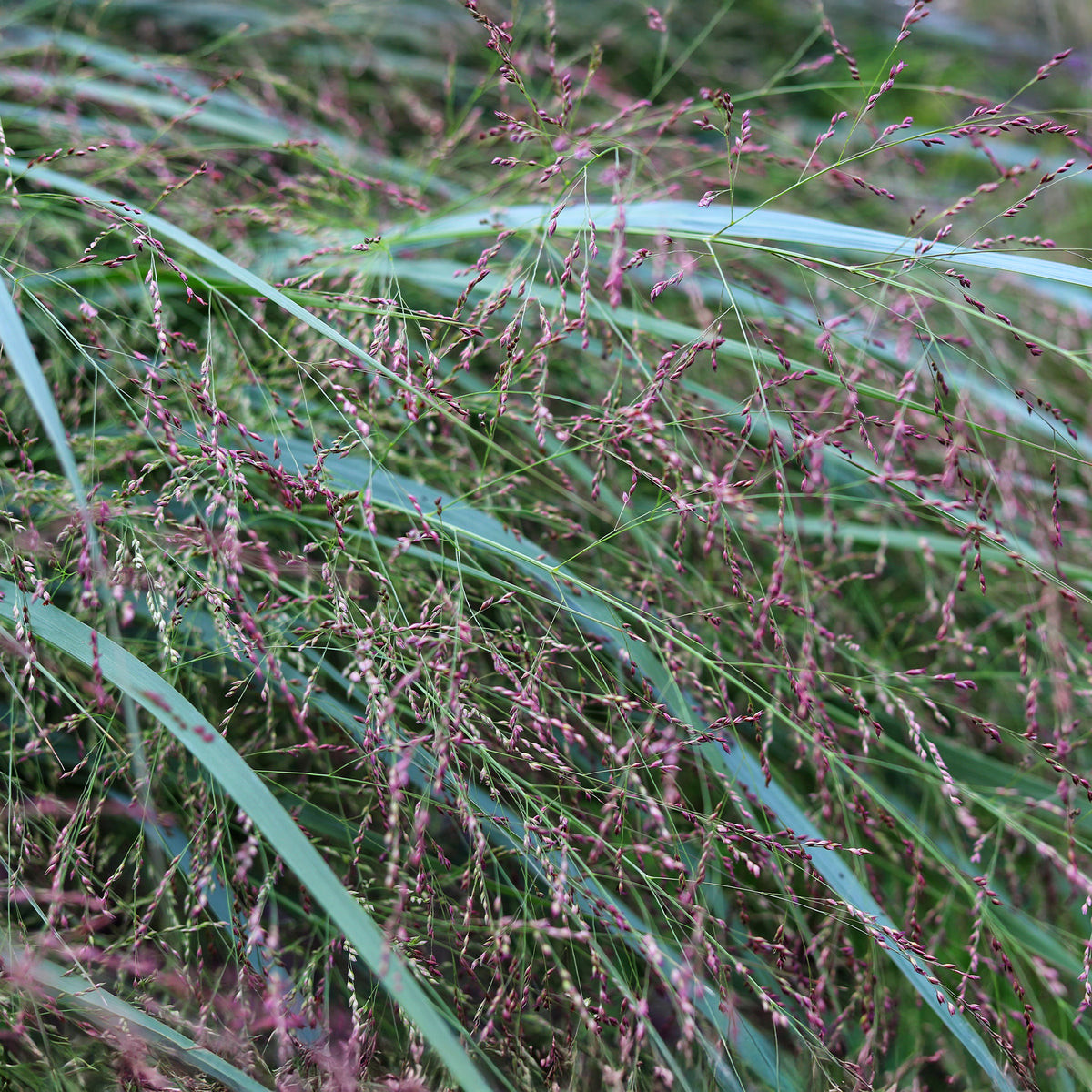 Vingergras Squaw - Panicum virgatum Squaw - Willemse