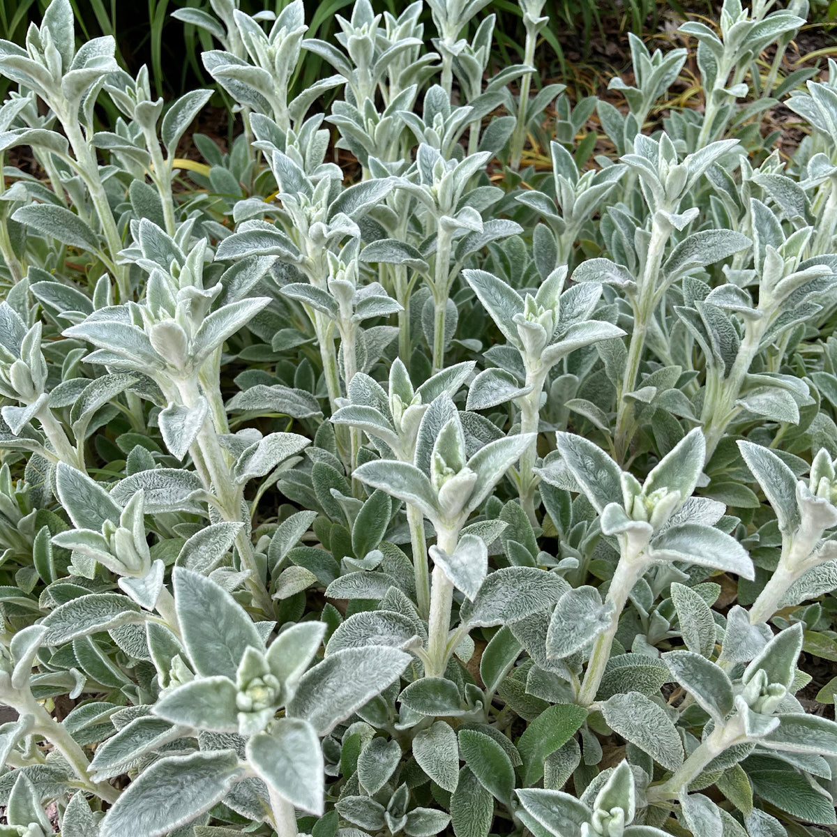 Ezelsoor Silver Carpet - Stachys byzantina silver carpet - Willemse