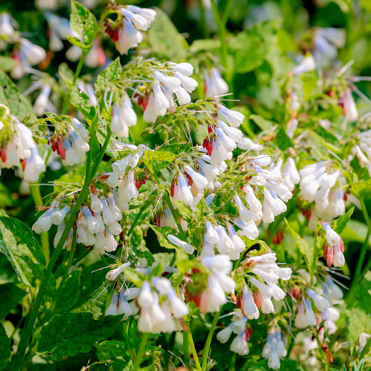 Smeerwortel Wisley Blue - Willemse