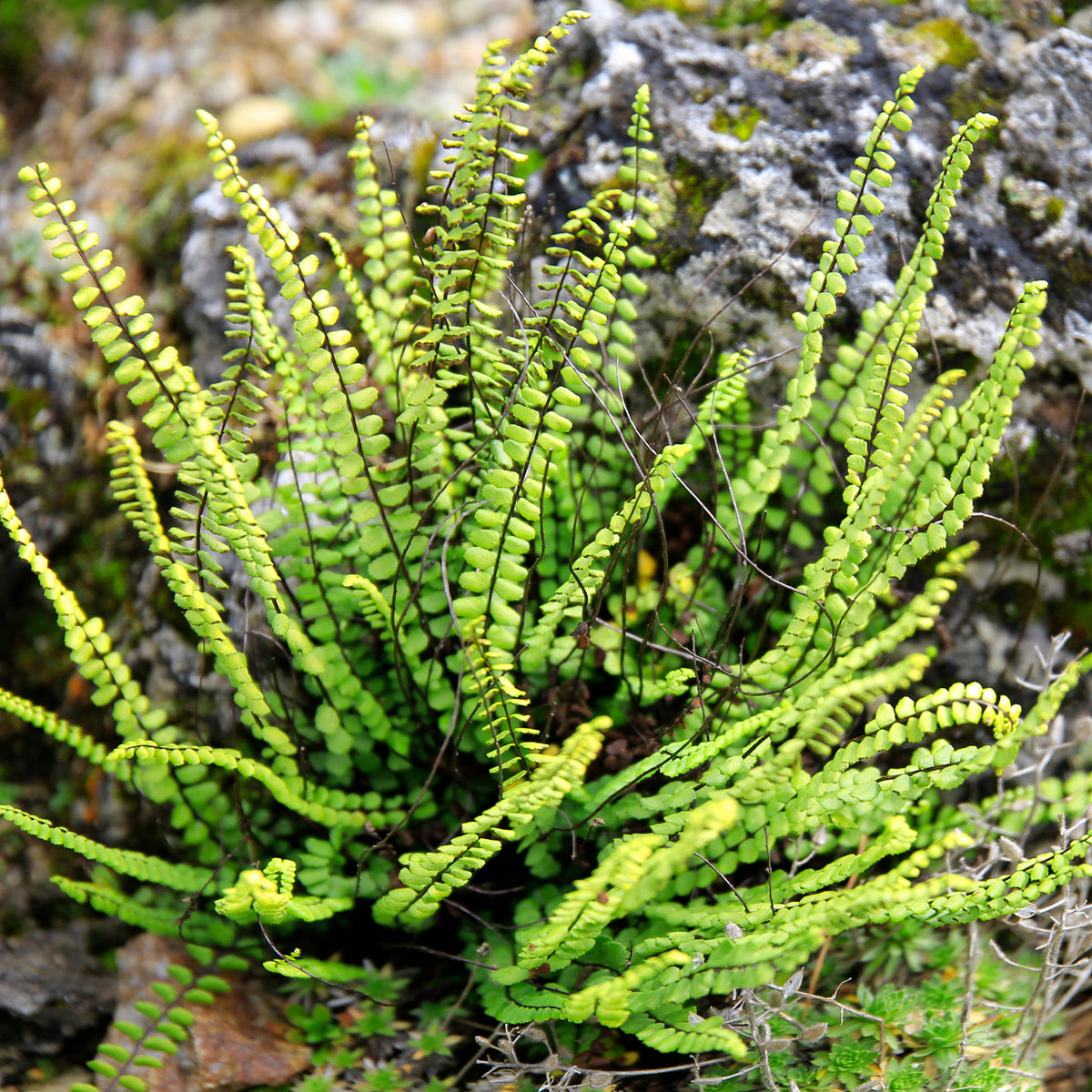 Steenbeekvaren - Asplenium trichomanes - Willemse