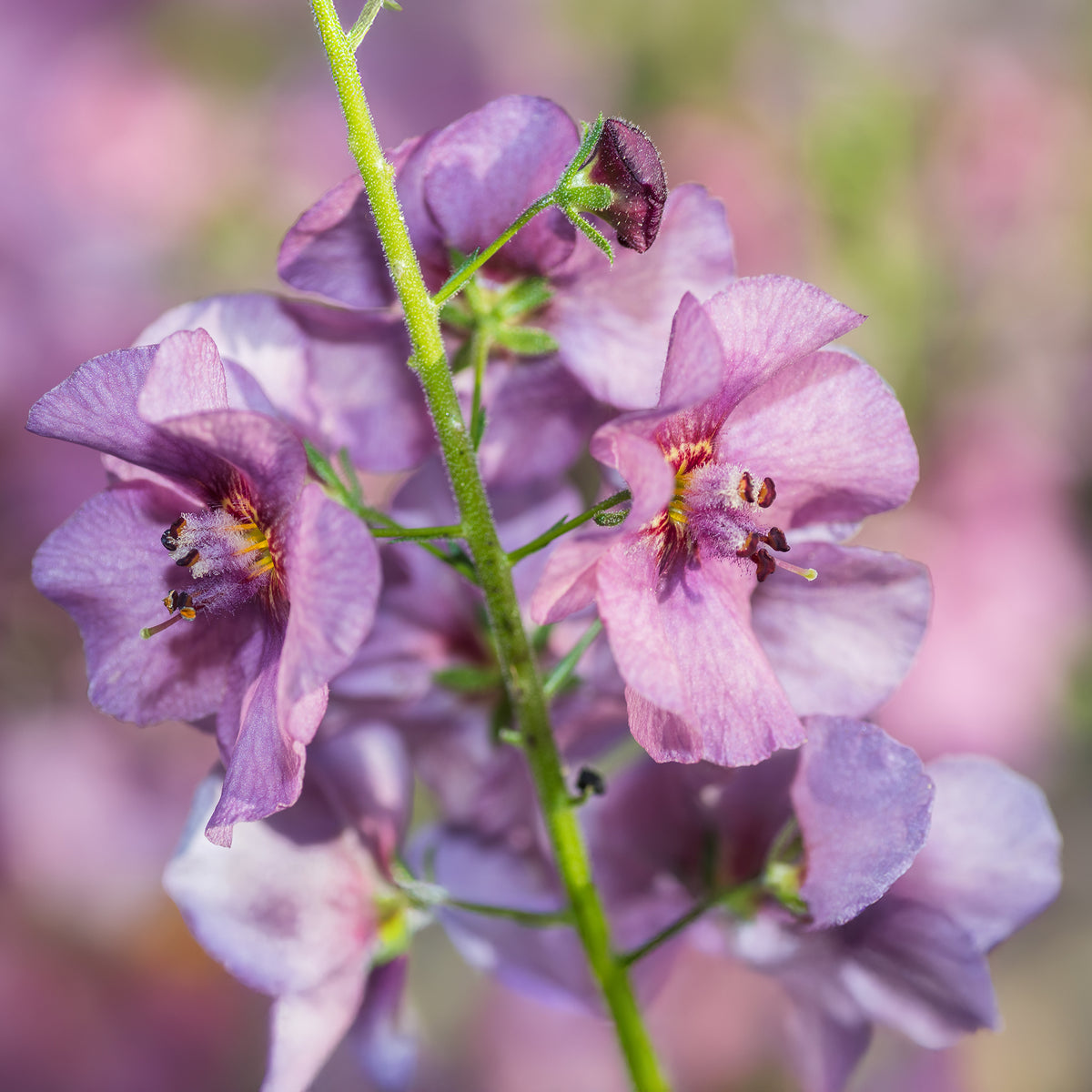Toorts Pink Domino - Verbascum Pink Domino - Willemse