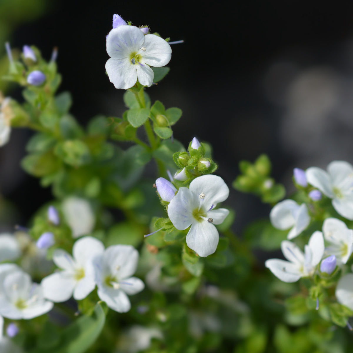 Ereprijs kruipend - Willemse