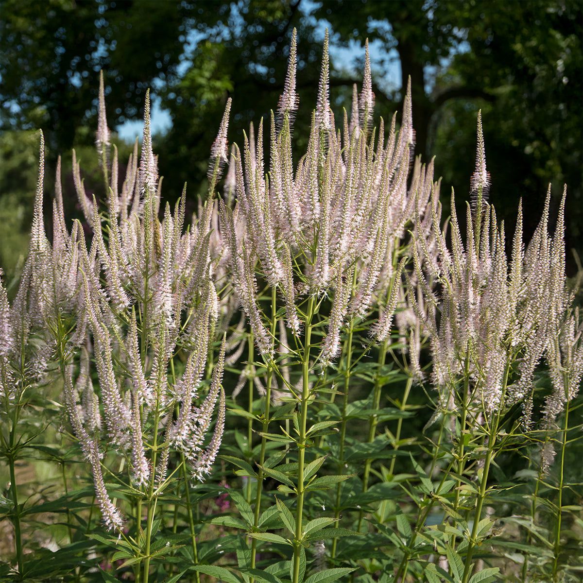 Scrophulariaceae Roseum - Veronicastrum virginicum roseum - Willemse