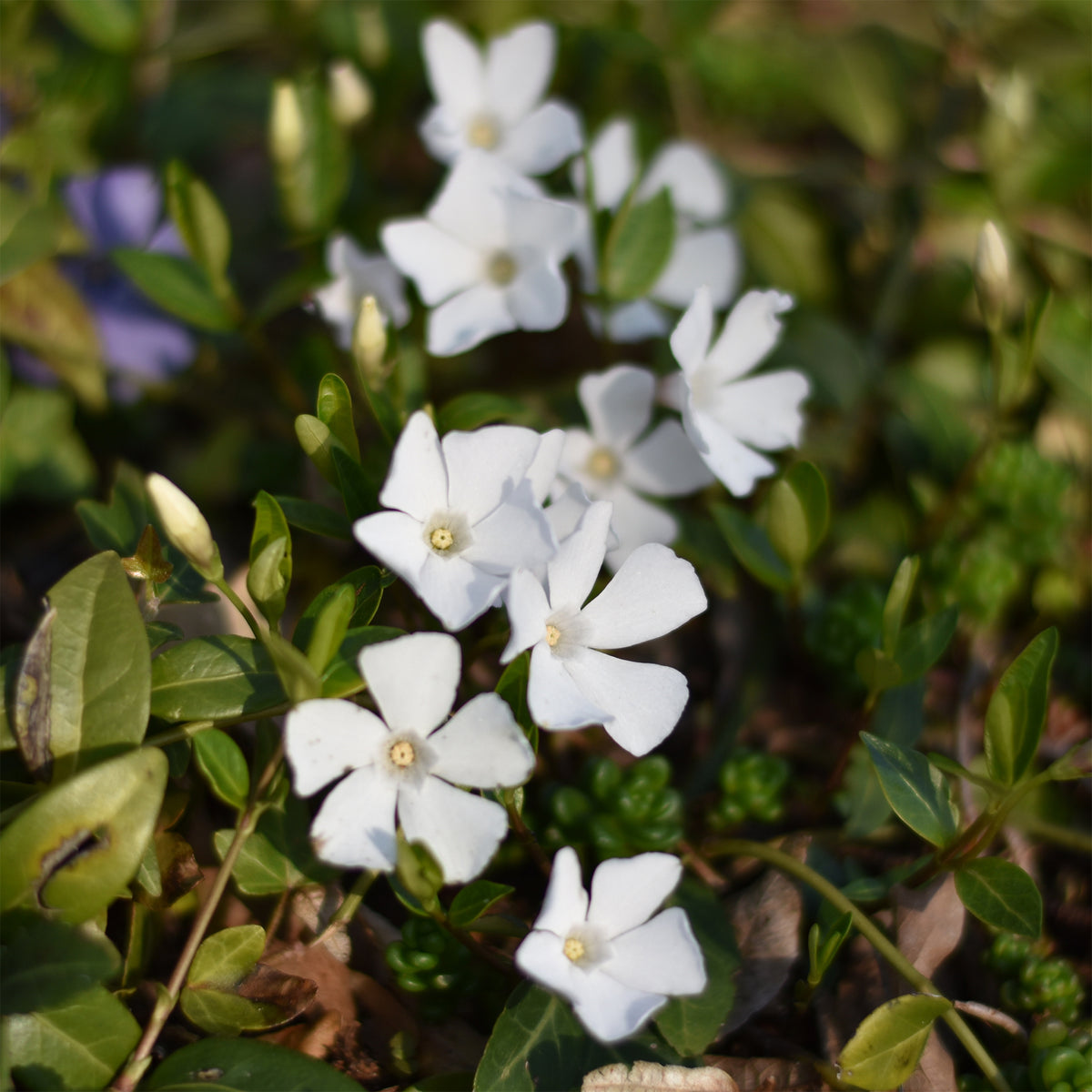 Maagdenpalm Alba - Vinca minor alba - Willemse