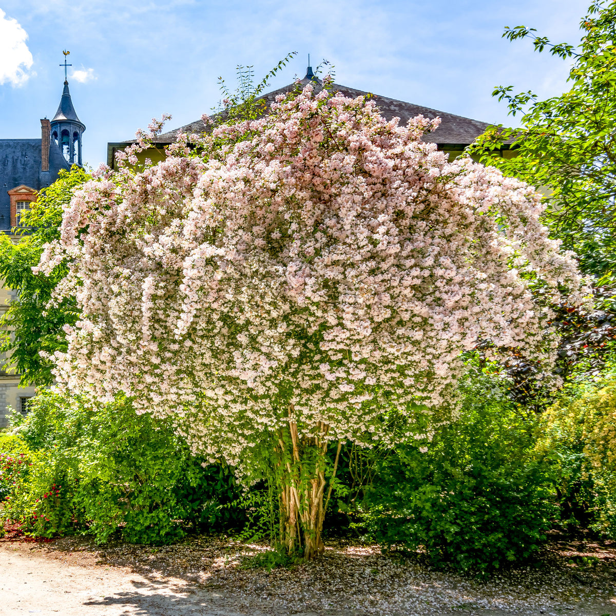 Koninginnestruik - Willemse