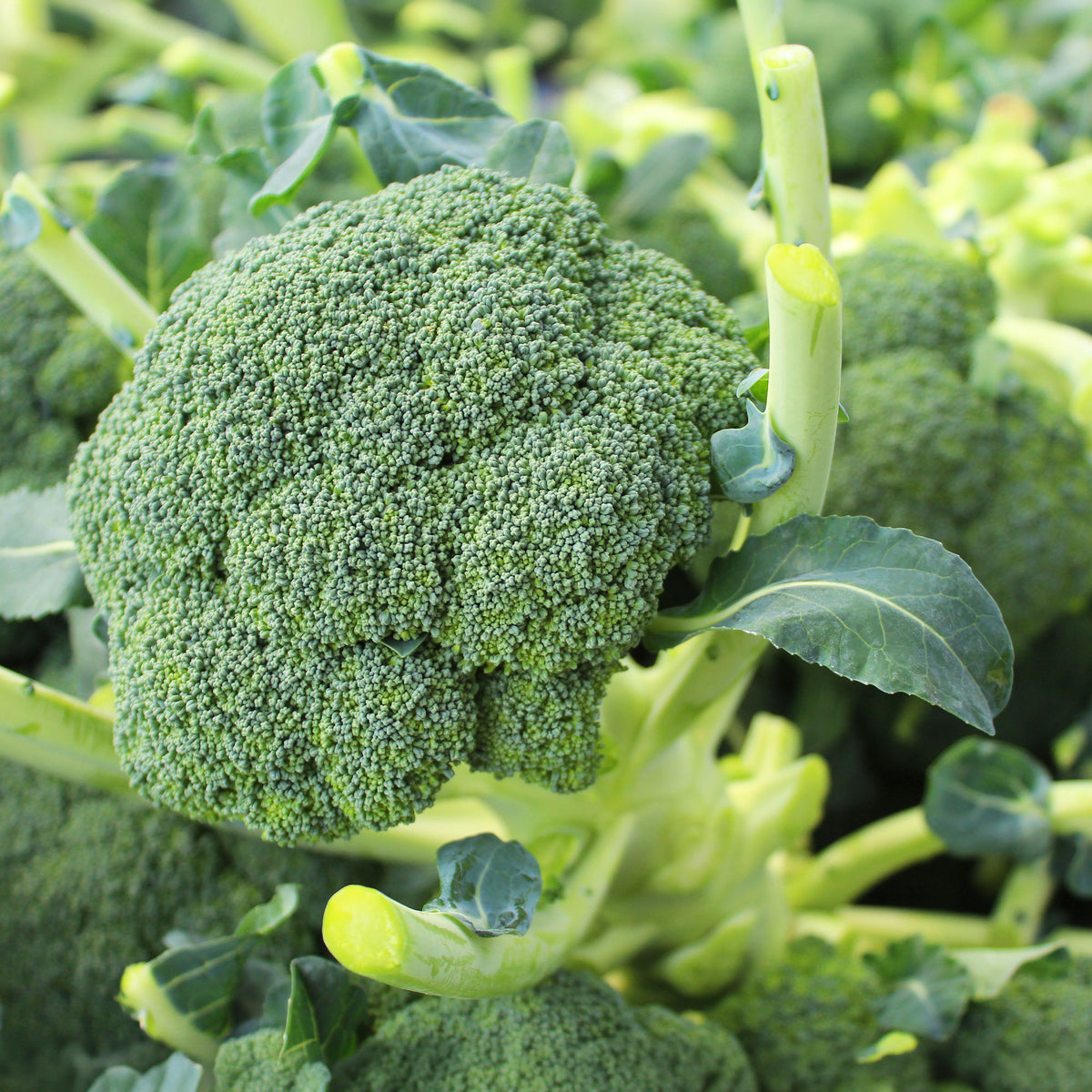 Broccoli Atlantis F - Willemse