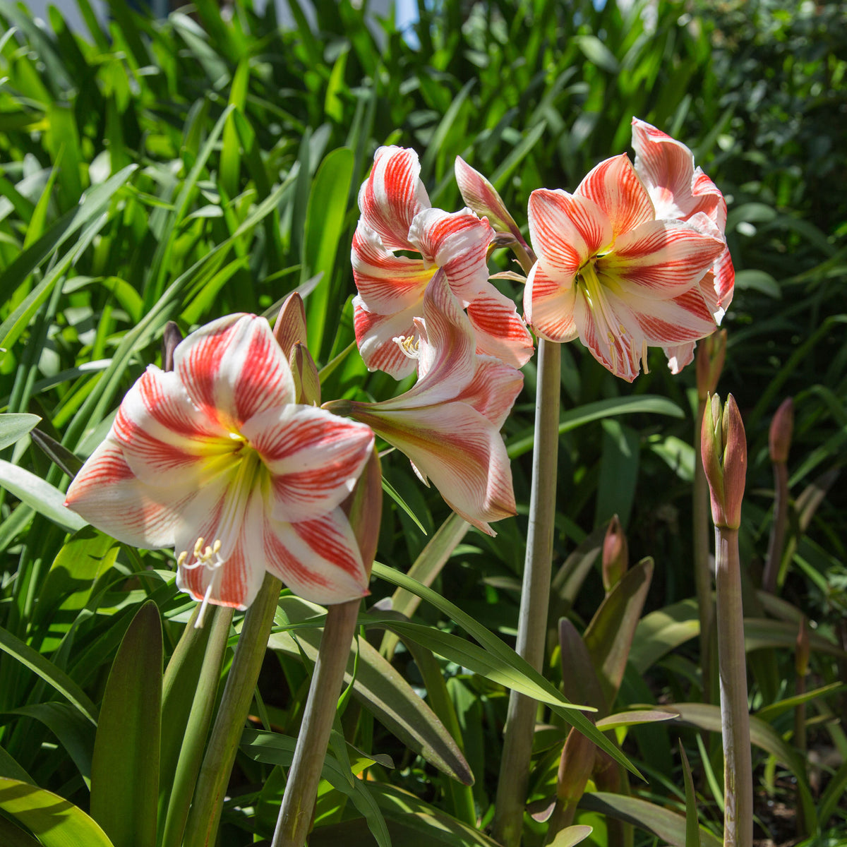 Amaryllis Happy Nymph - Amaryllis happy nymph - Willemse