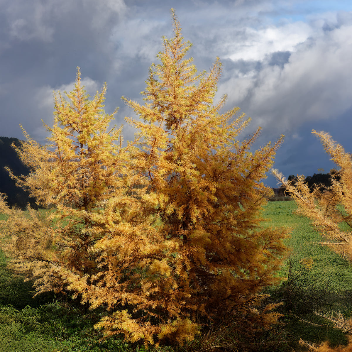 Japanse lariks - Larix kaempferi - Willemse