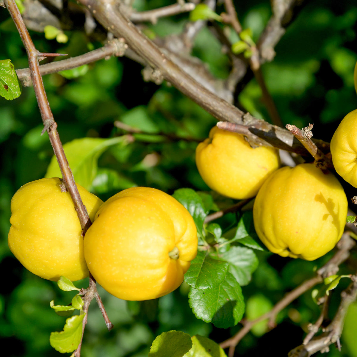 Japanse sierkwee 'Crimson and Gold' - Chaenomeles superba Crimson and Gold - Willemse