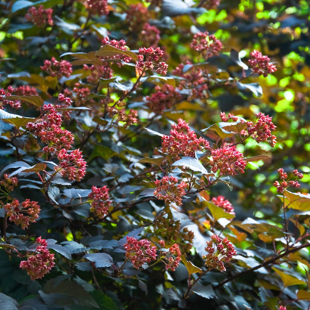 Physocarpus opulifolius Red Baron - Fysocarp Red Baron - Balkon- en terrasplanten