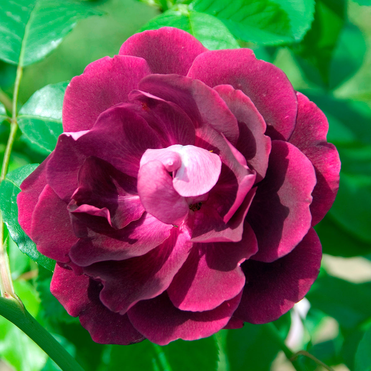 Roos 'Burgundy Ice'® - Willemse