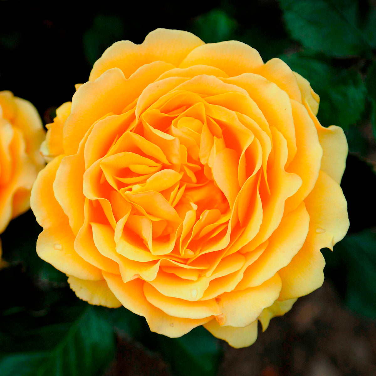 Roos 'Amber Queen'® - Rosa amber queen ® - Willemse