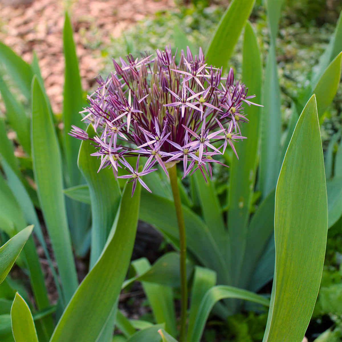 Allium - Allium Christophii (x10) - Allium christophii