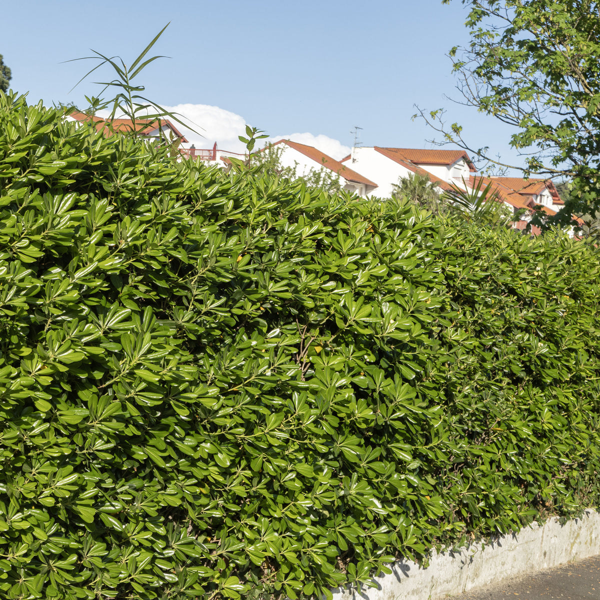 Verkoop Australische Laurier - Pittosporum tobira