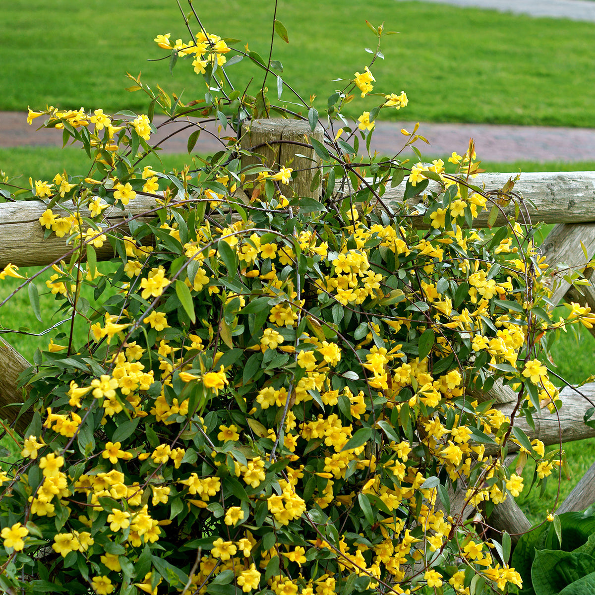 Klimplanten - Gele jasmijn - Gelsemium sempervirens