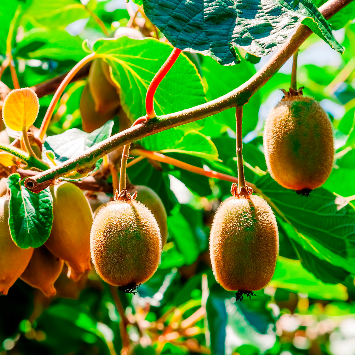 Duoset Hayward en mannelijke Kiwi's