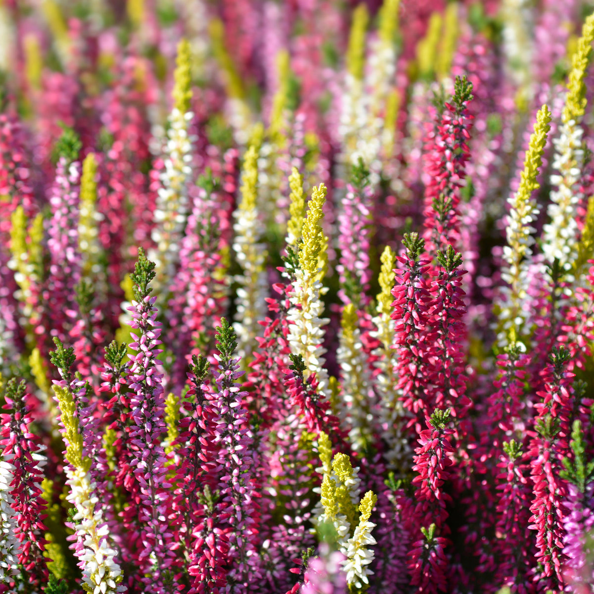 Verkoop Struikheide - rood + roze + geel (x6) - Bloeiende vaste planten