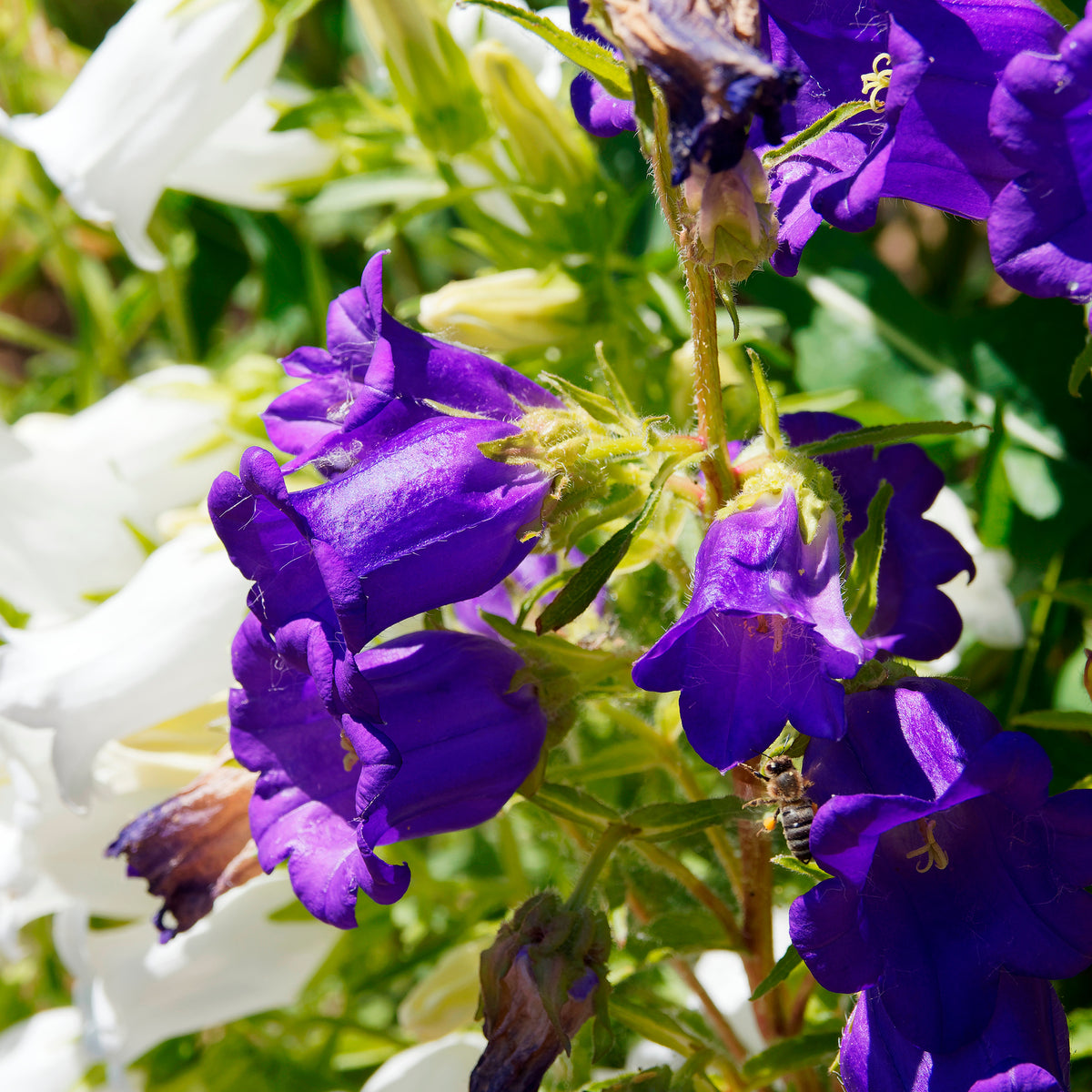 Campanula medium carillon - Mariëtteklokje Mix 'Carillon' (x2) - Klokjesbloem