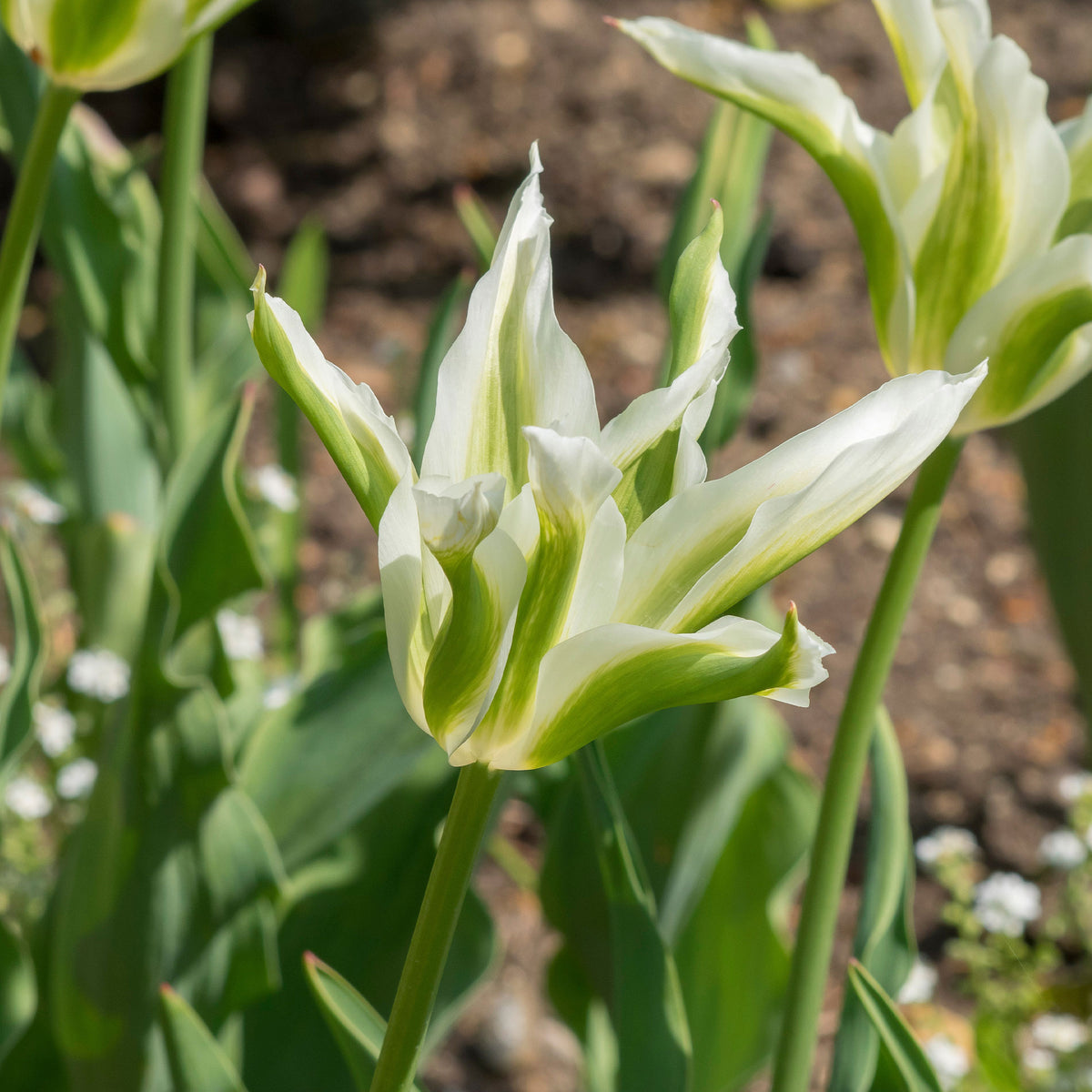 Leliebloemige tulpen 'Greenstar' (x10) - Tulipa greenstar - Willemse