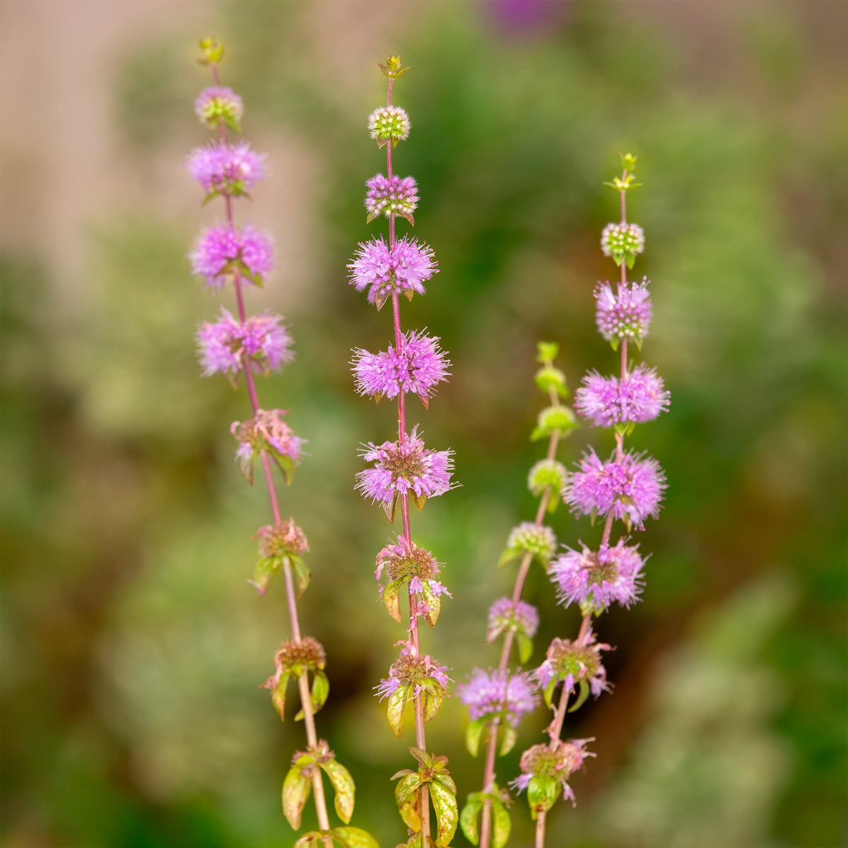 Mentha pulegium - Polei - Munt