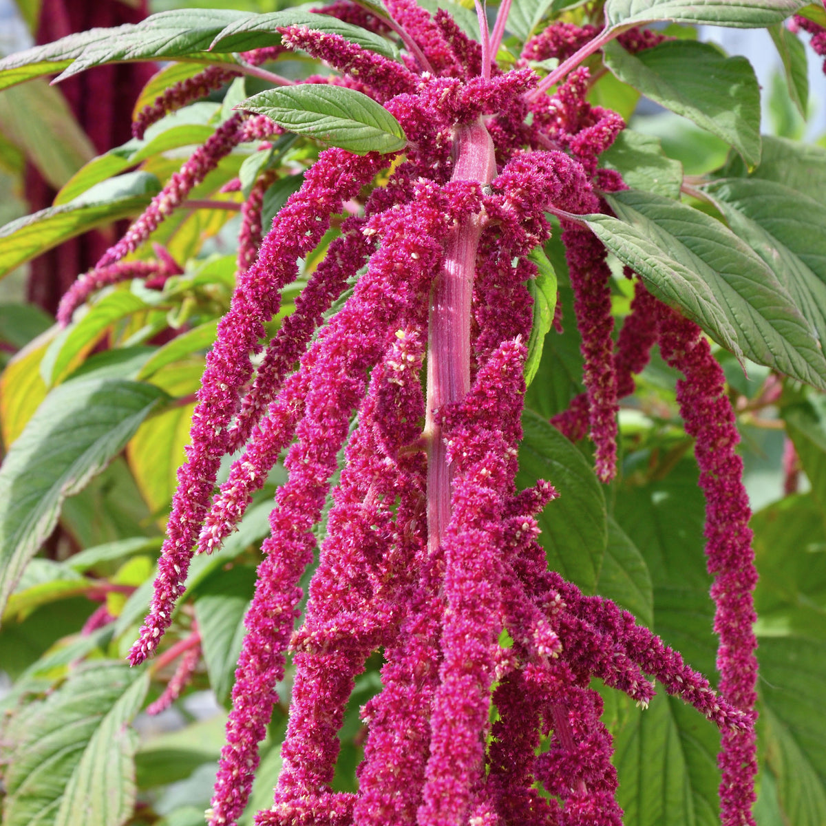 Kattenstaartamarant - Amaranthus caudatus - Willemse