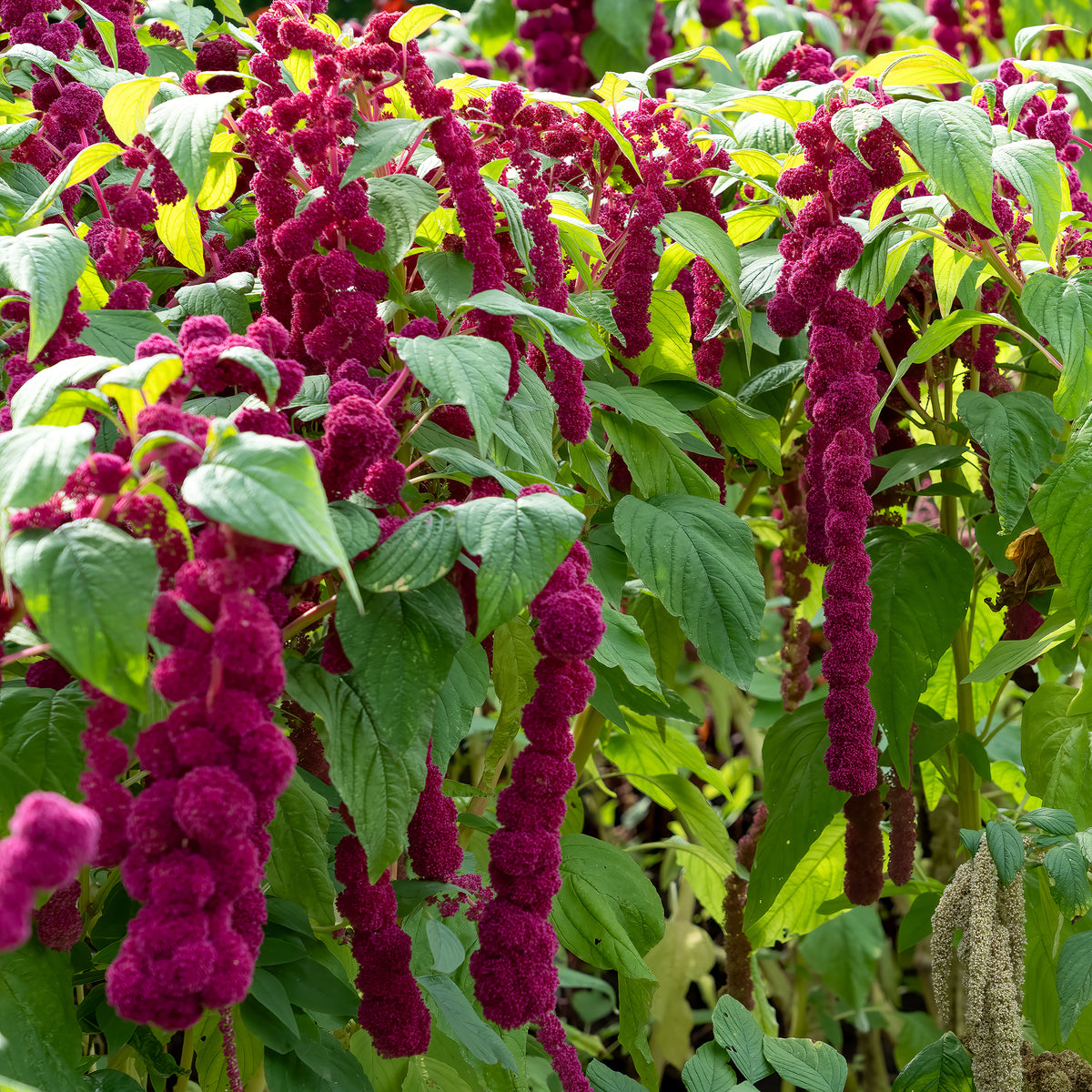 Amarante gibbosus - Dreadlocks - Willemse