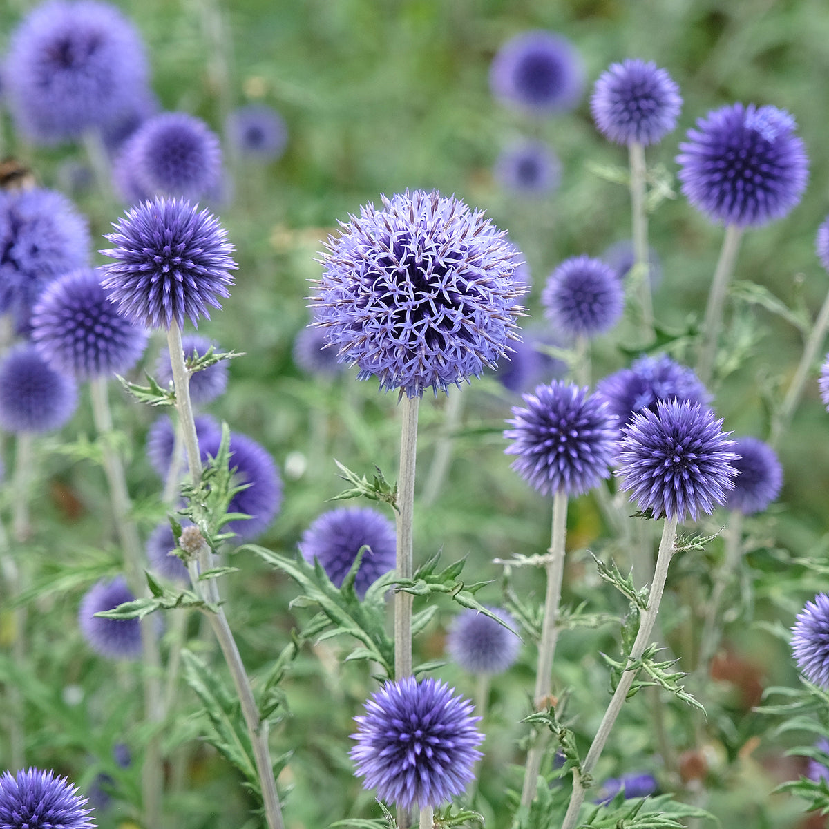 Kogeldistel 'Boule Azurée' - Willemse