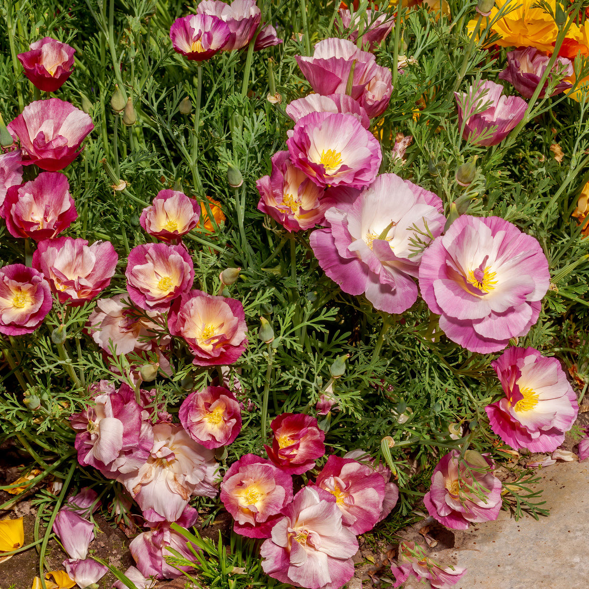 Slaapmutsje Mix 'Bridal Bouquet' - Willemse