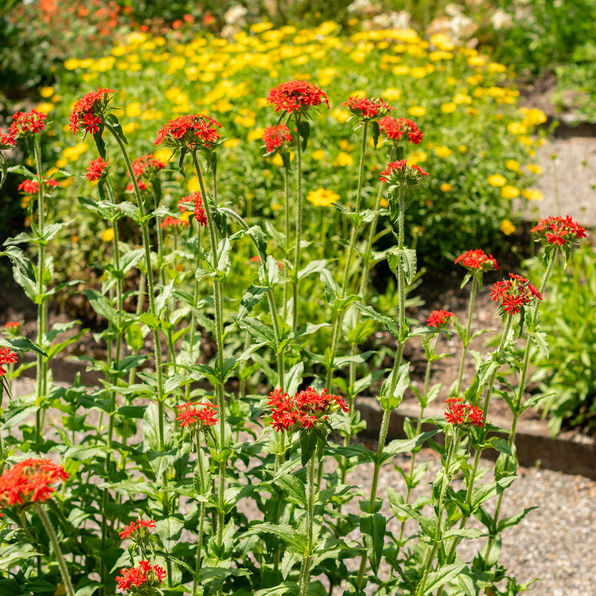 Brandende liefde - rood - Lychnis chalcedonica - Willemse