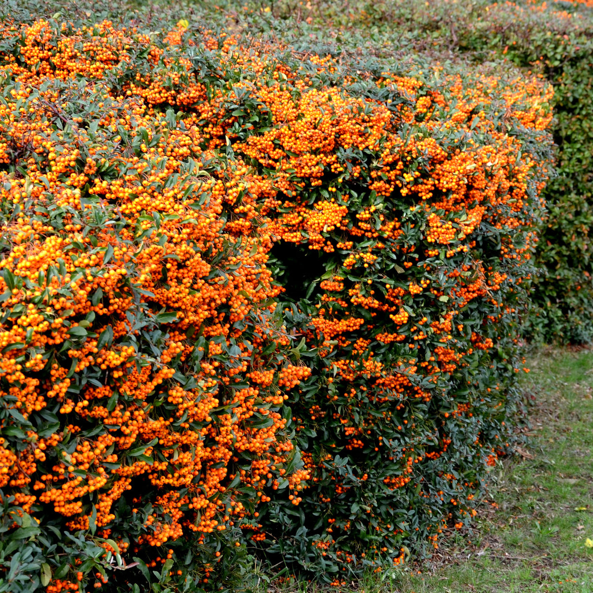 Pyracantha saphyr ® orange cadange - Vuurdoorn 'Saphyr® Orange Cadange' - Wintergroene planten