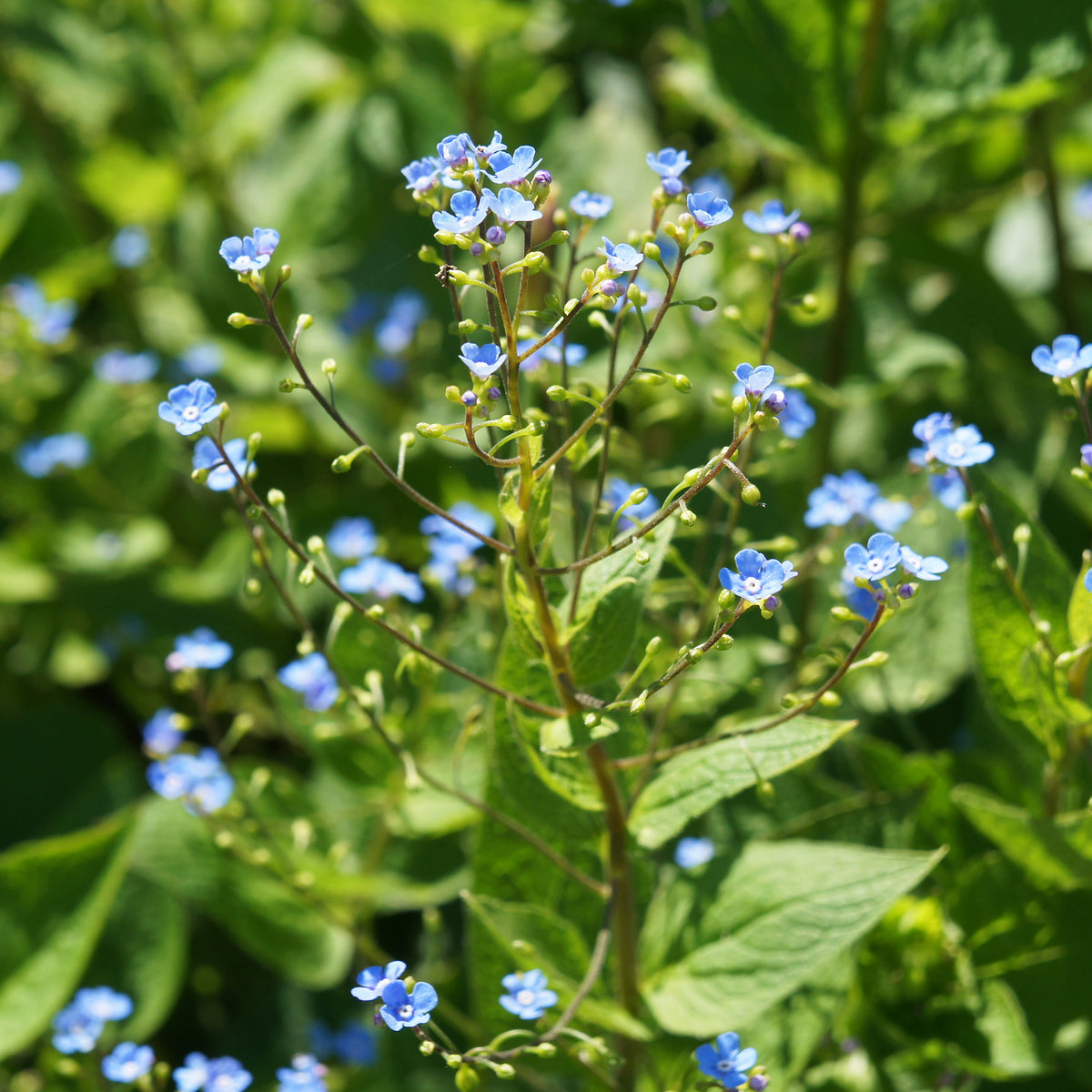 Kaukasische vergeet-mij-niet - Buglosse de Sibérie - Brunnera sibirica - Willemse