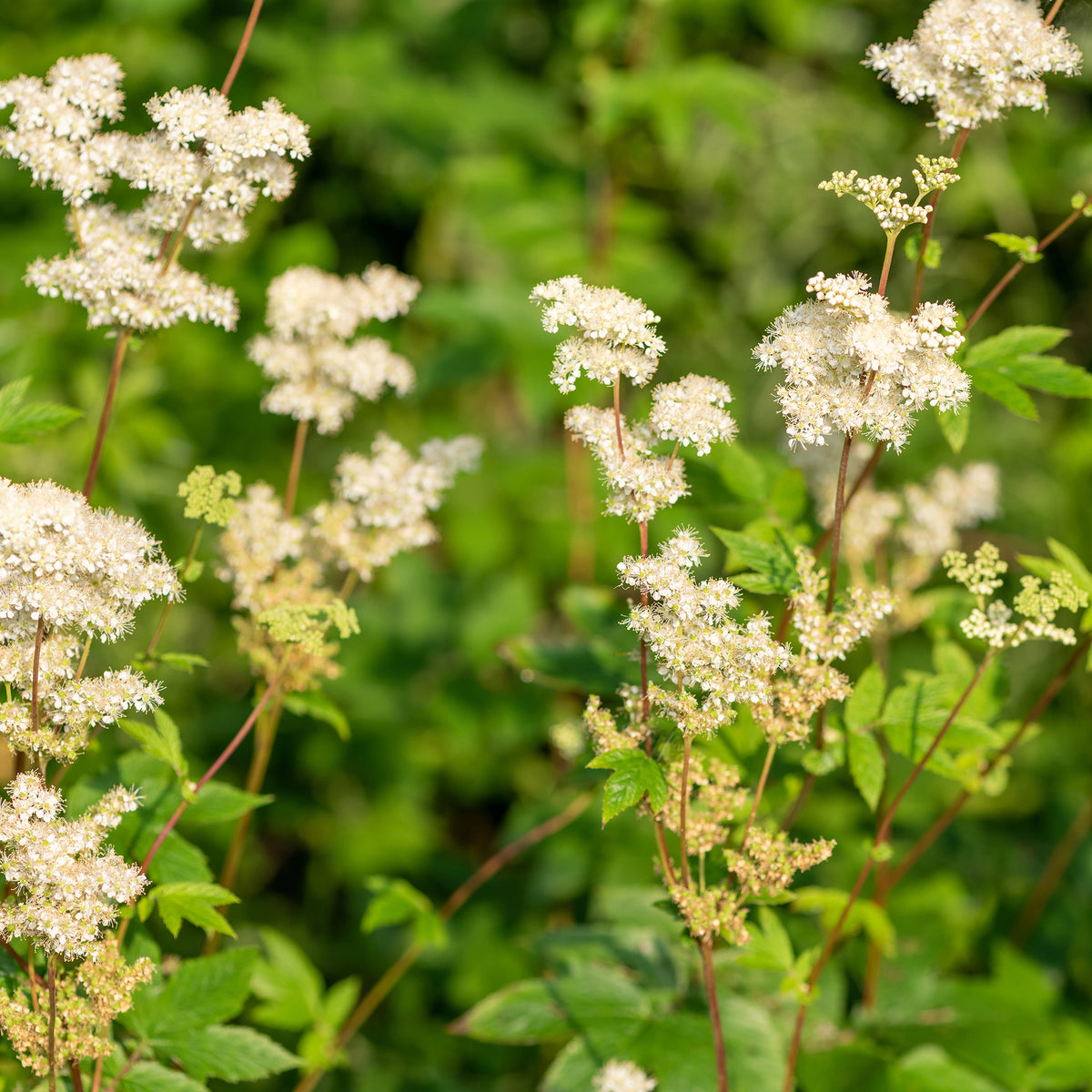 Knolspirea - Willemse