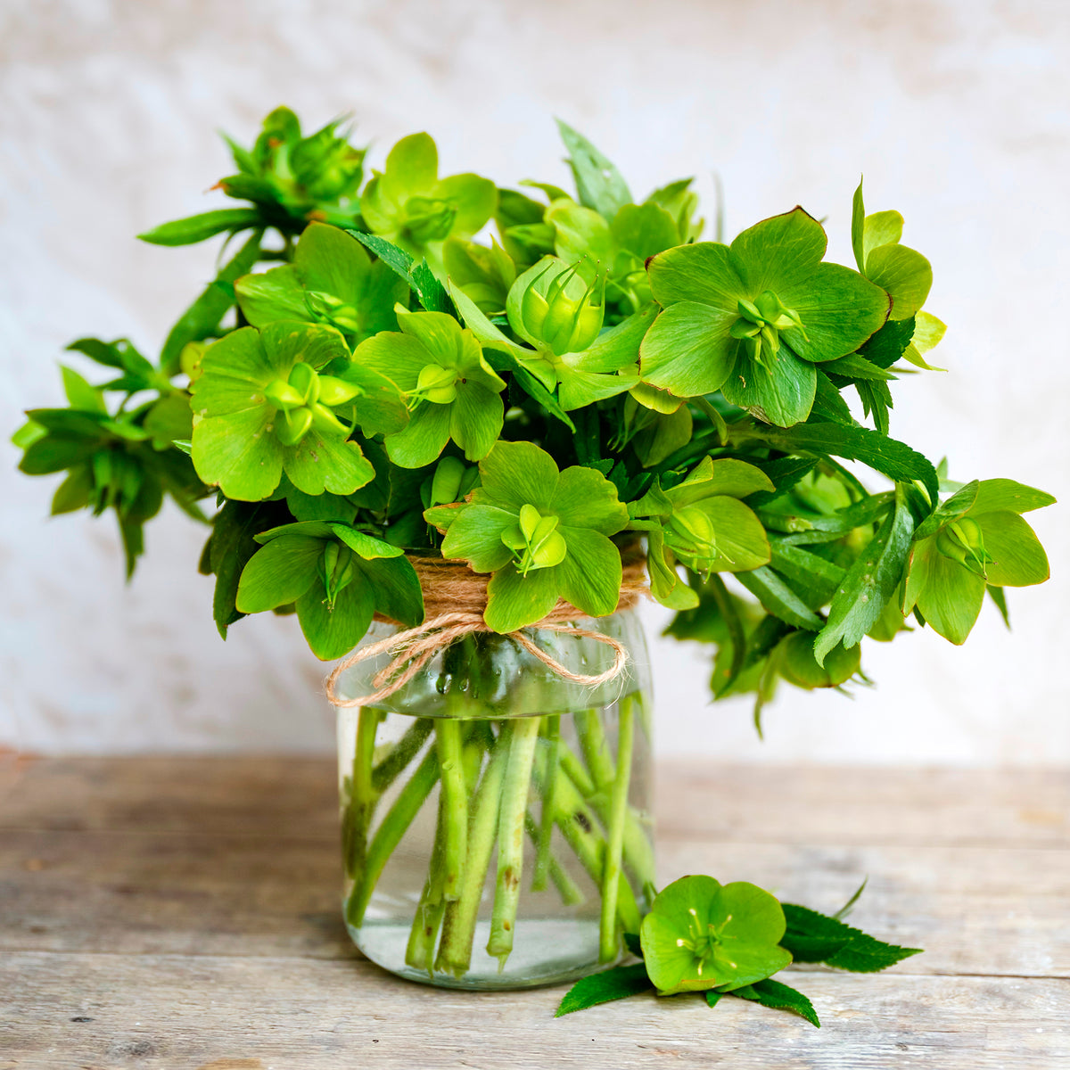Corsicaanse Kerstroos - Helleborus argutifolius - Willemse