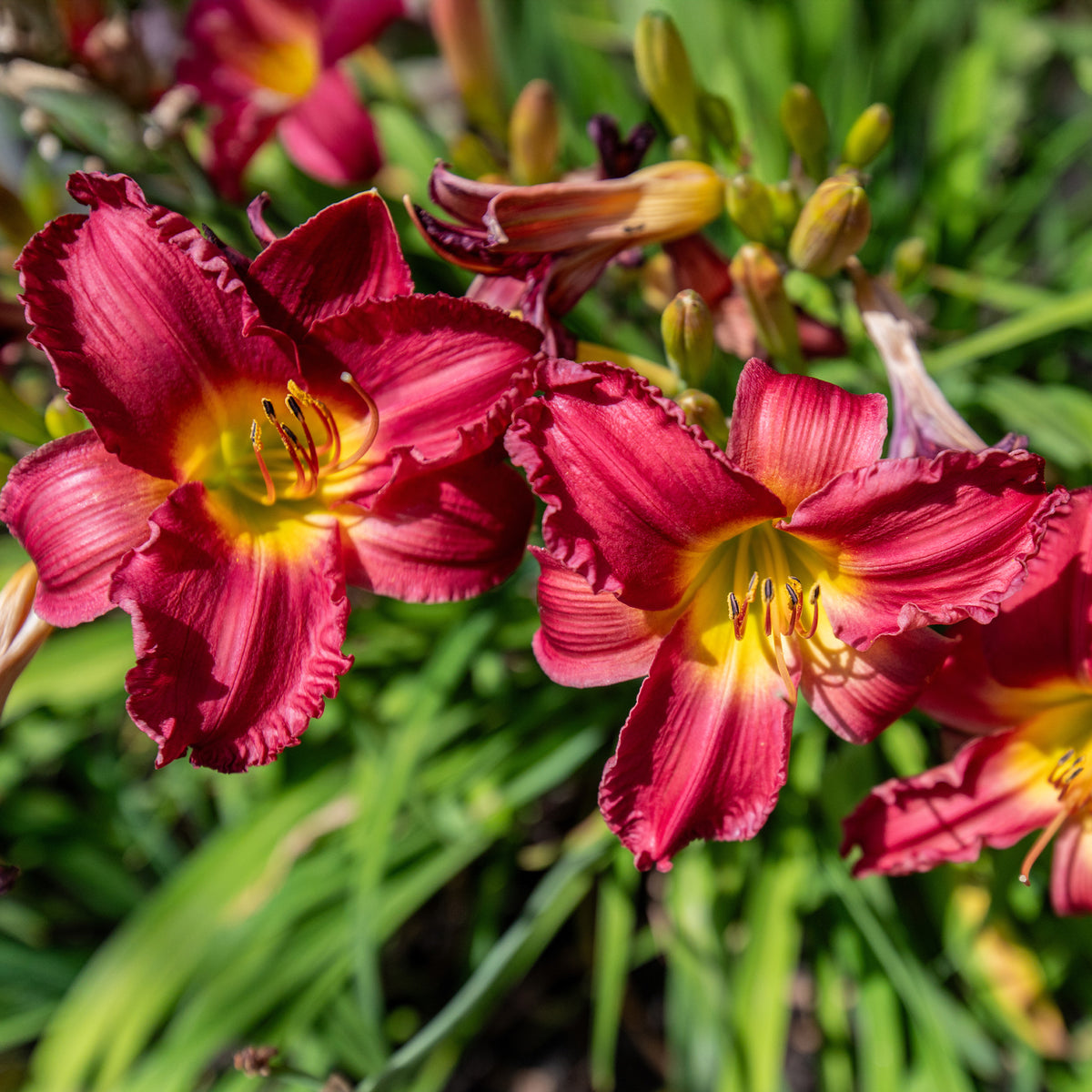 Daglelie 'Pardon Me' - Willemse