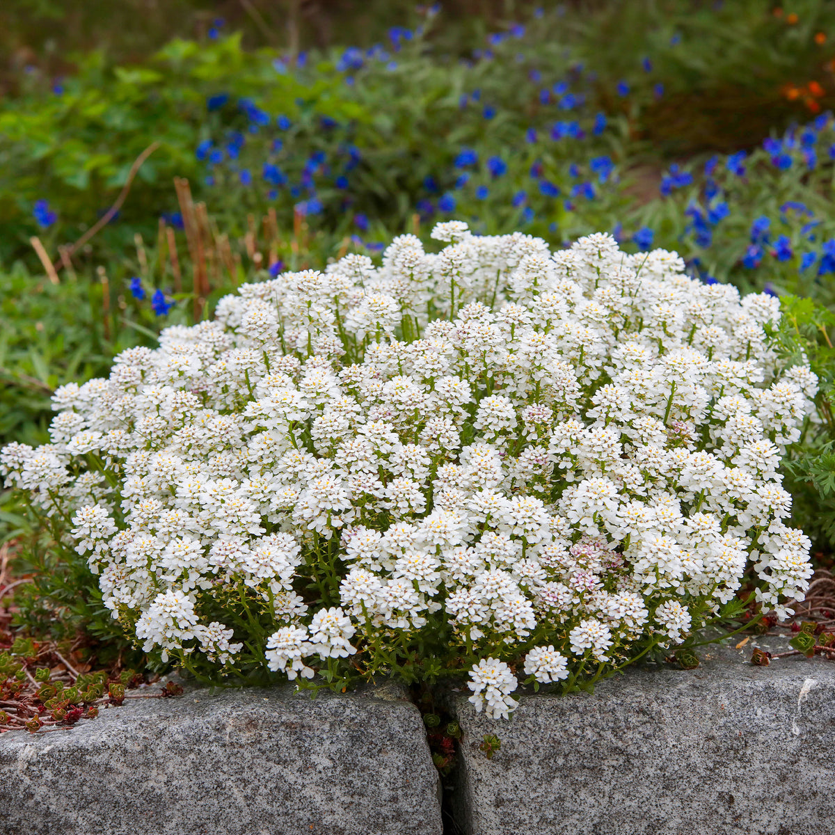 Scheefbloem Weisser Zwerg - Willemse