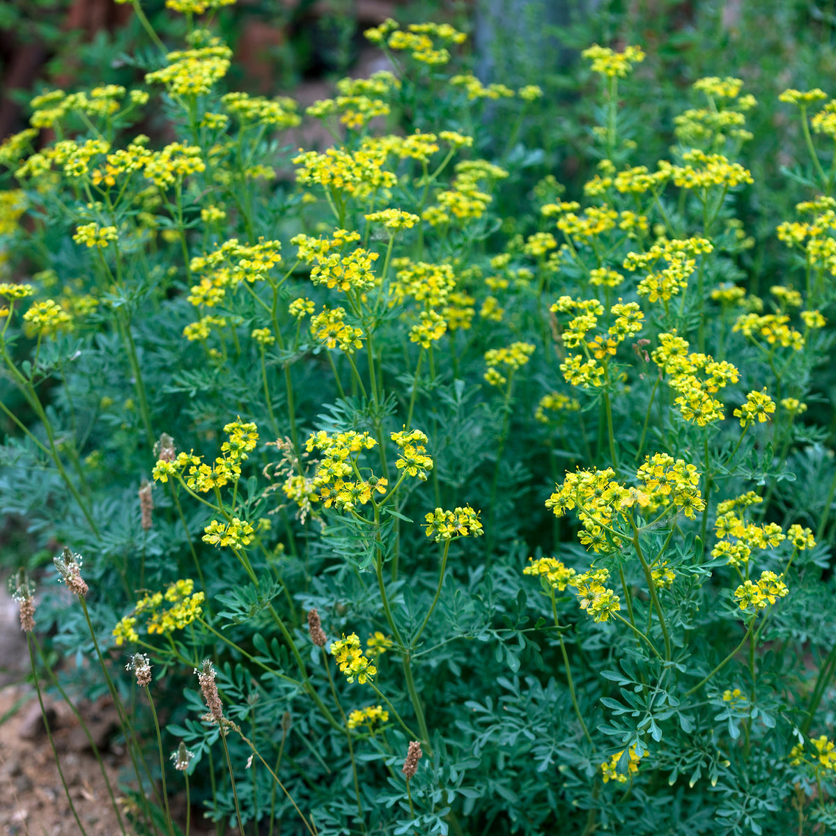 Ruta graveolens - Wijnruit - Vaste planten