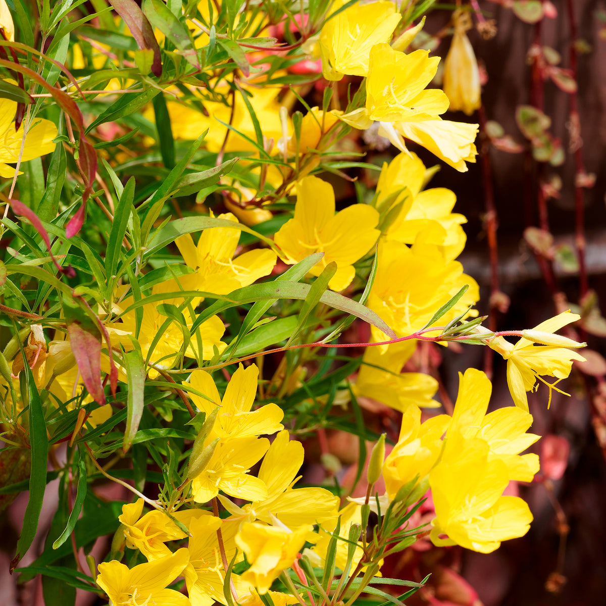 Teunisbloem African Sun - Willemse