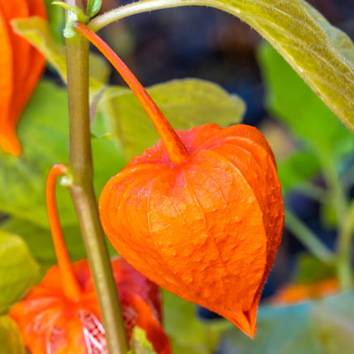 Physalis alkekengi var. franchetii - Goudbes 'Coqueret de Franchet' - Vaste planten