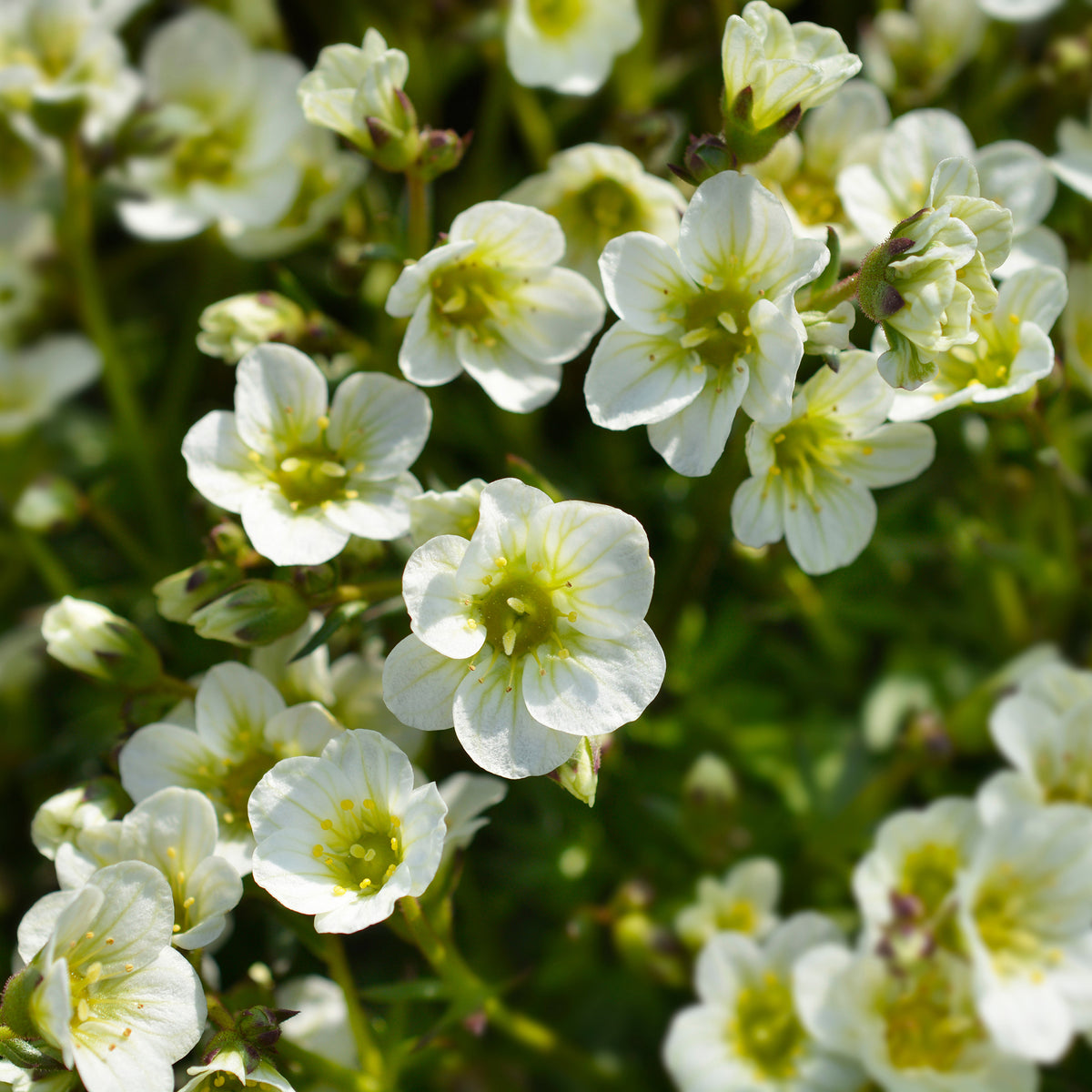 Saxifraga arendsii White Pixie - Steenbreek Arends Pixie White Steenbreek - Saxifraga