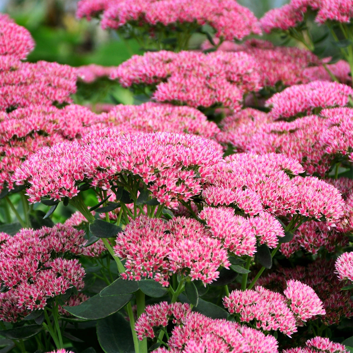 Vetkruid 'Herbstfreude' - Sedum herbstfreude - Willemse