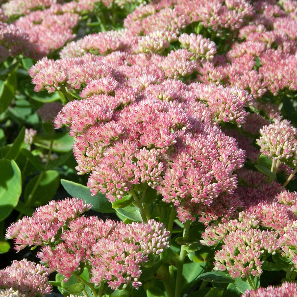 Hemelsleutel 'Carmen' - Sedum spectabile carmen - Willemse
