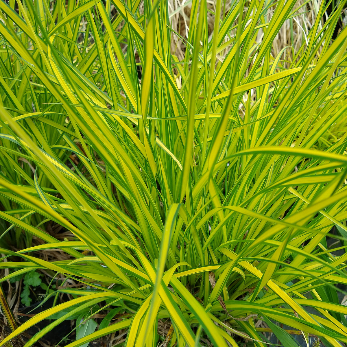 Zegge Aurea Carex - Carex elata aurea - Willemse