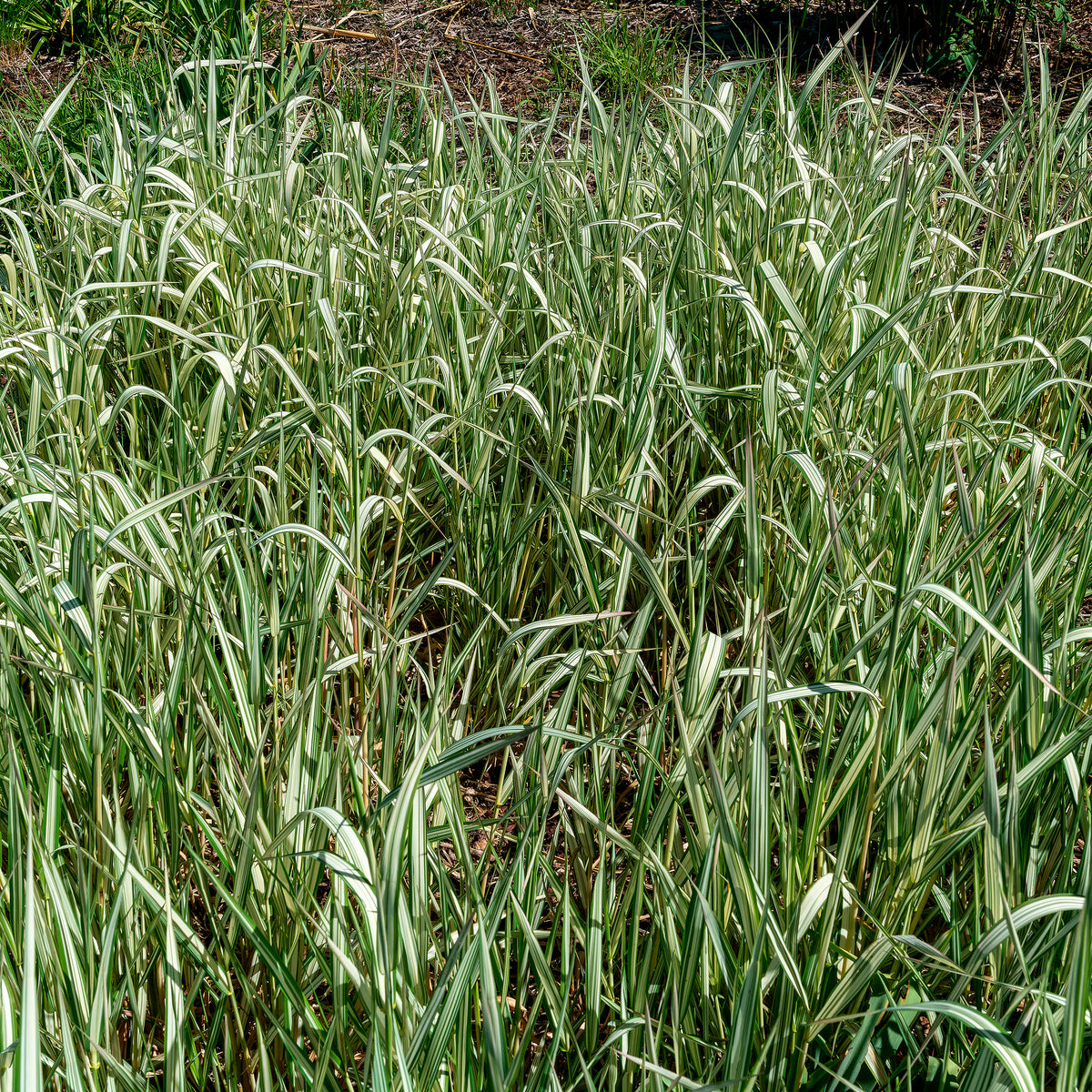 Rietgras Feesey - Phalaris arundinacea Feesey - Willemse