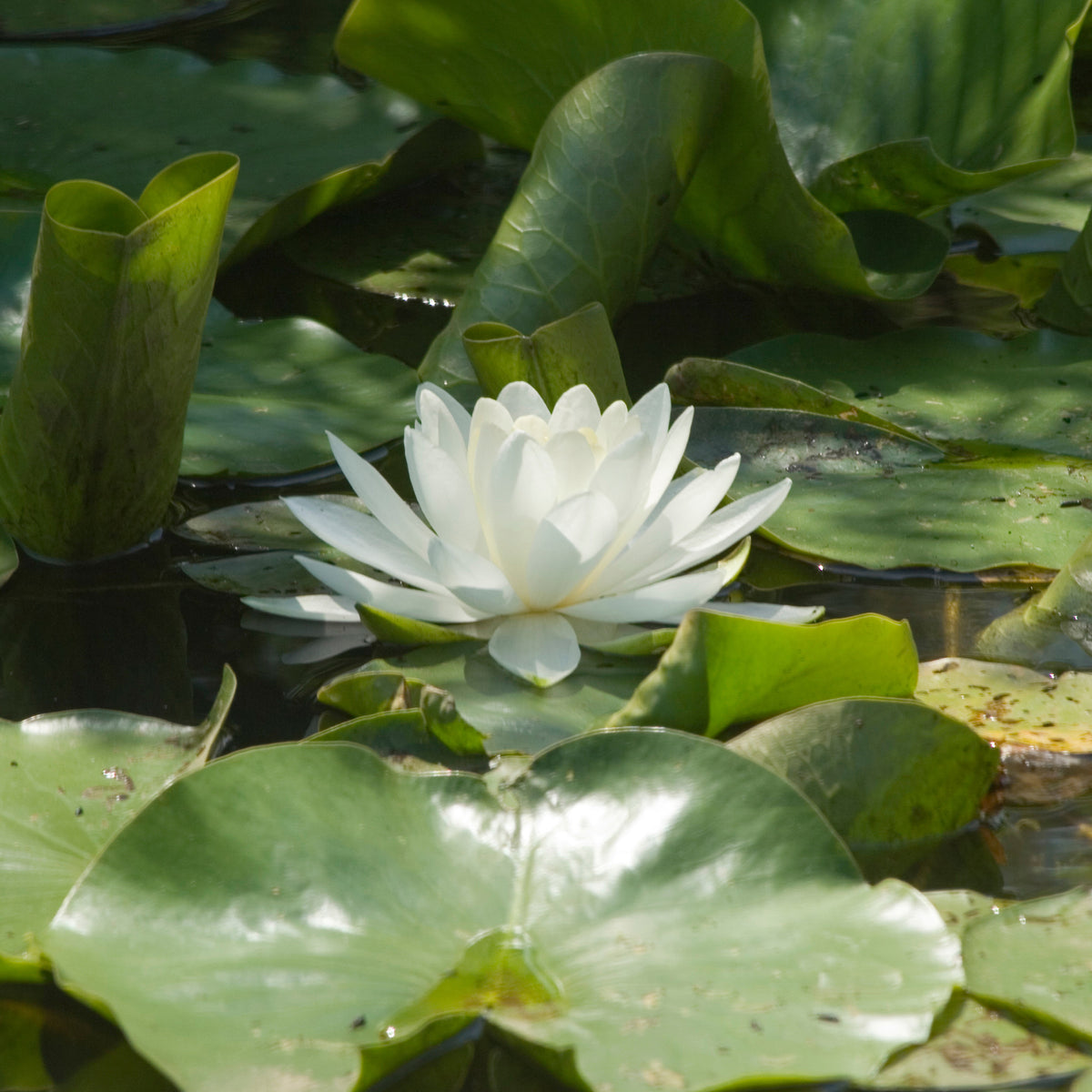 Nymphaea alba - Witte waterlelie Grand Witte - Waterlelies