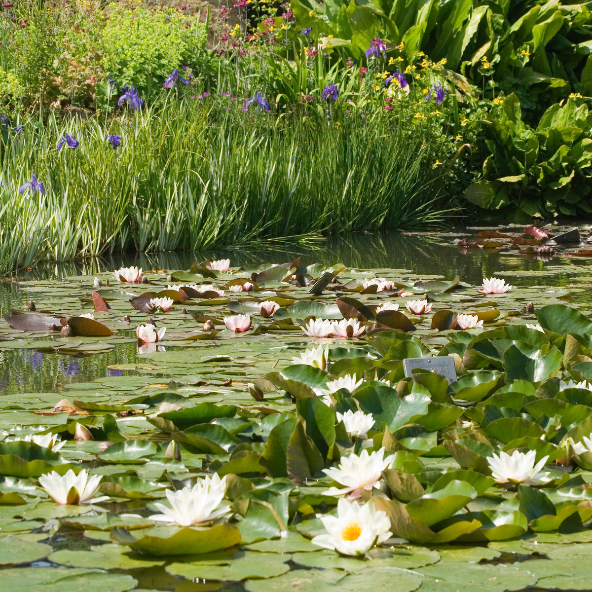 Nymphaea alba - Witte waterlelie Grand Witte - Waterlelies