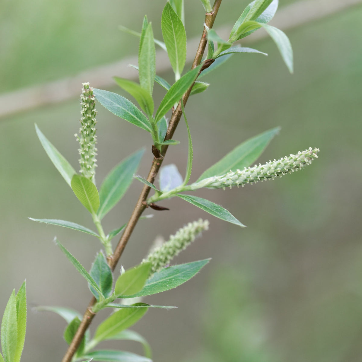Amandelwilg - Salix triandra - Willemse
