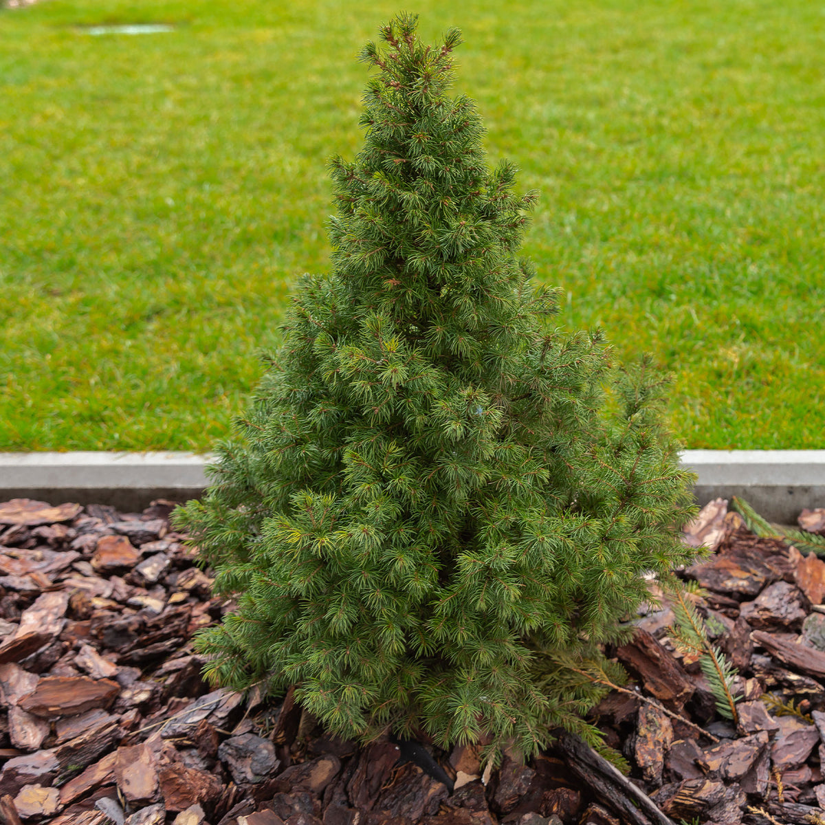 Witte spar - Picea glauca Conica - Willemse