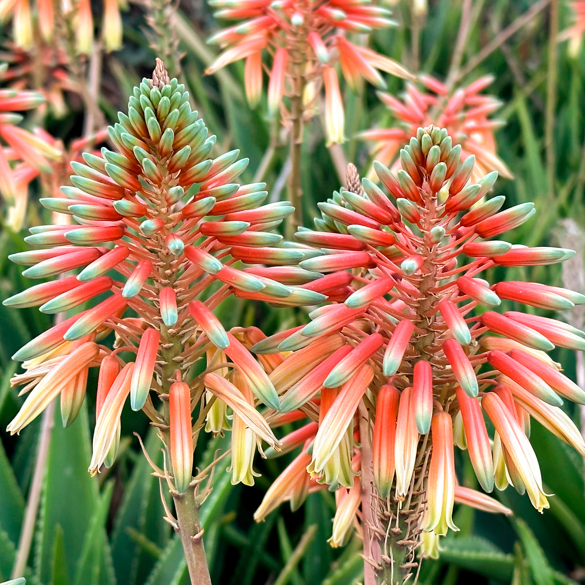 Aloë - Aloe 'Safari Sunrise'® - Aloe x safari Sunrise ®