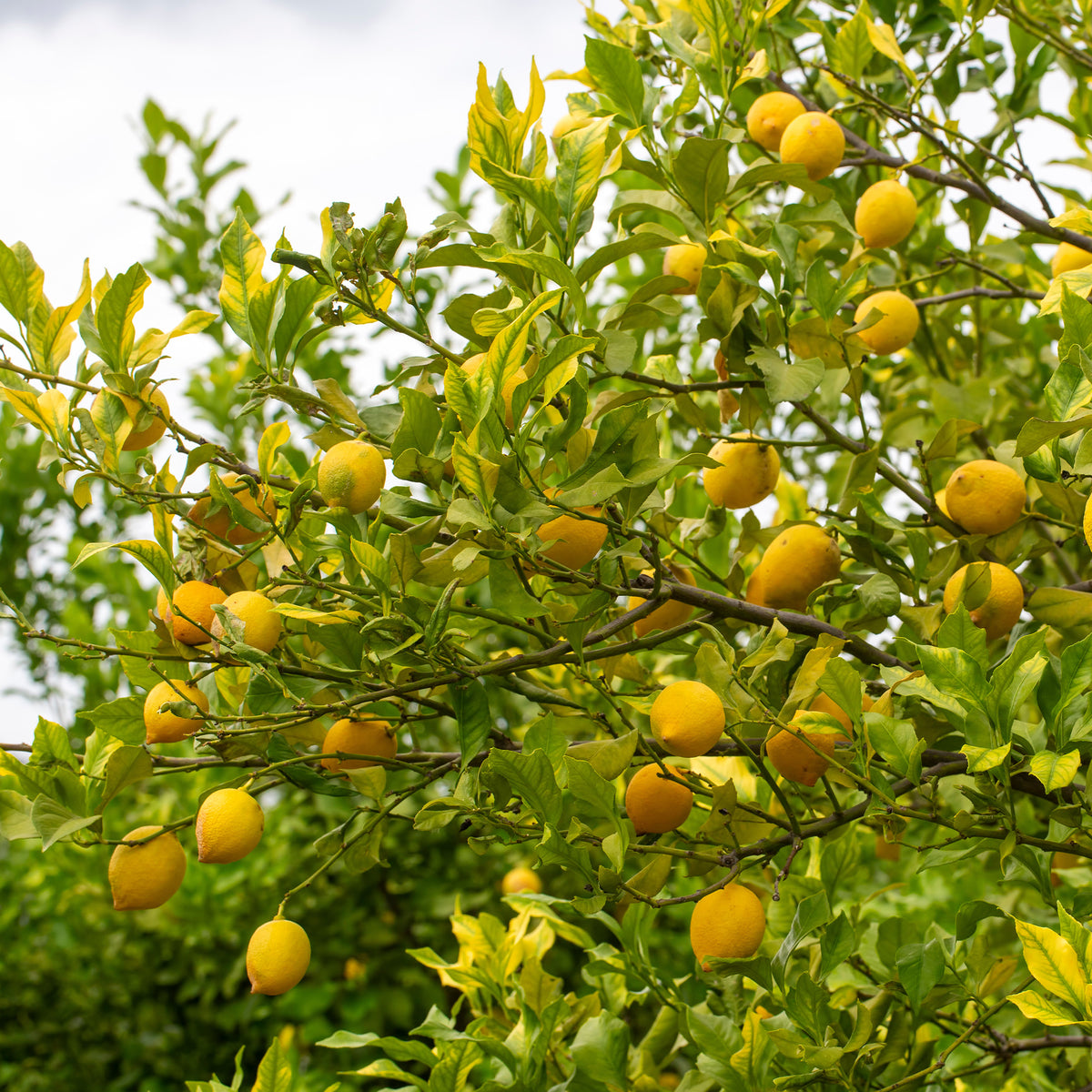 Citroenboom - Citrus limon - Willemse