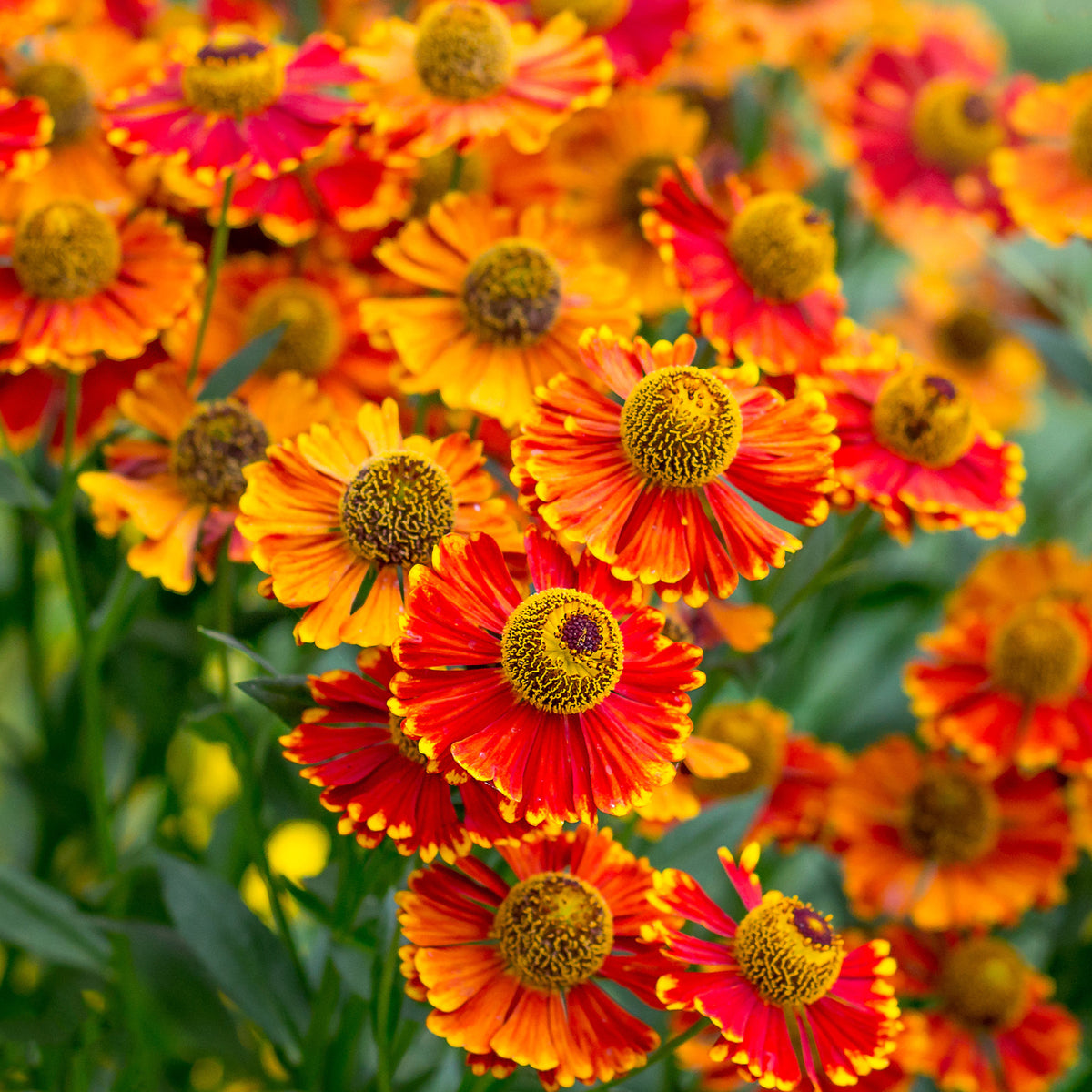 Helenium 'Poncho' / Zonnekruid - Willemse